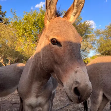 Casa Depau 2 Nyaraló